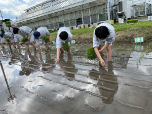 【農業環境科】富富富・コシヒカリ・農林１号・陸羽１３２号田植え