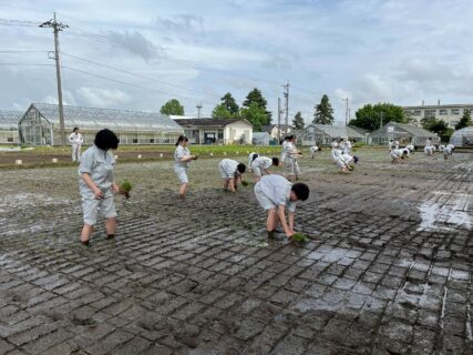 【農業環境科】富富富・コシヒカリ・農林１号・陸羽１３２号田植え