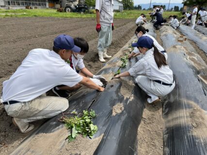 【３年農業環境科】サツマイモで中学生と交流（植付け）