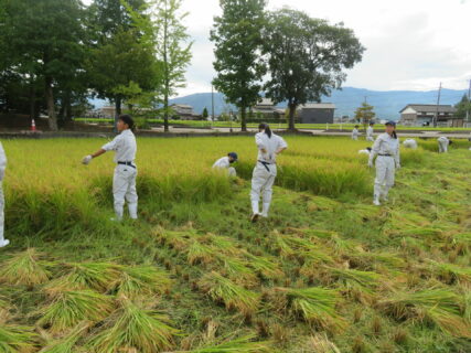 【１年農業環境科】富富富の稲刈り