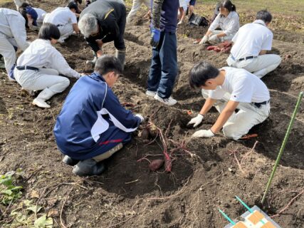 【３年農業環境科】サツマイモで中学生と交流（収穫）