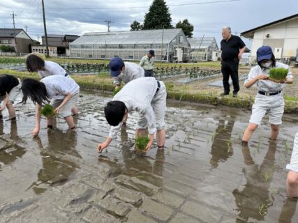 【３年農業環境科】陸羽１３２号・農林１号・コシヒカリの田植え