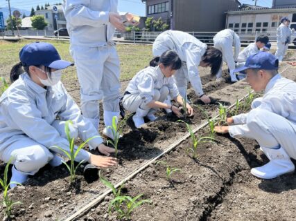 【１年農業環境科】科目「農業と環境」でのトウモロコシの定植