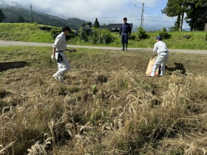【３年農業環境科】小麦農林１０号収穫体験実習