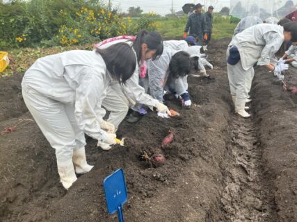 【３年農業環境科】中学生とサツマイモ交流（収穫）
