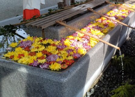 【農業環境科】射水神社での花手水(はなちょうず)Ｐａｒｔ２
