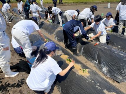 【３年農業環境科】中学生とサツマイモ栽培交流（植付け）