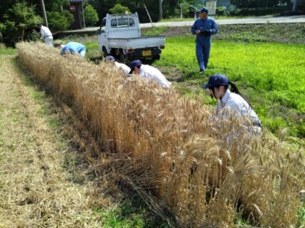 【農業環境科】小麦農林１０号収穫体験実習