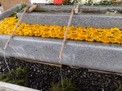 【農業環境科】今年も射水神社でヒマワリの花手水を行いました！