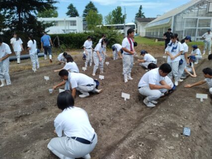 【１年農業環境科】科目「農業と環境」でのダイコンの播種