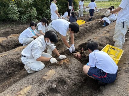 【３年農業環境科】中学生とサツマイモ交流（収穫）