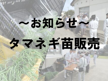 【農業環境科】タマネギ苗販売（お知らせ）