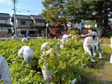 【１年農業環境科】ダイコンを収穫しました！