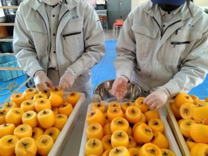 【１年農業環境科】あんぽ柿・干し柿づくり！