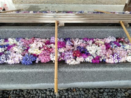 【農業環境科】射水神社でサイネリアの花手水を行いました！