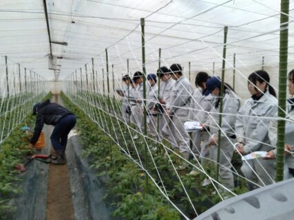 【２年農業環境科】専門技術者等講師招聘事業（野菜）