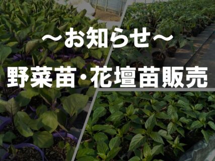 【農業環境科】野菜苗・花壇苗の販売（お知らせ）