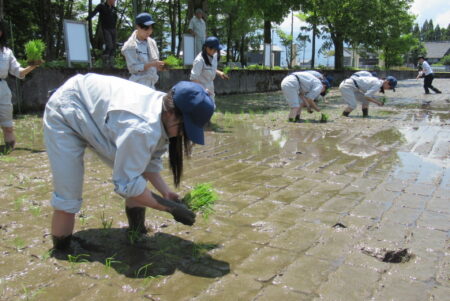 【３年農業環境科】陸羽１３２号と農林１号とコシヒカリの田植え