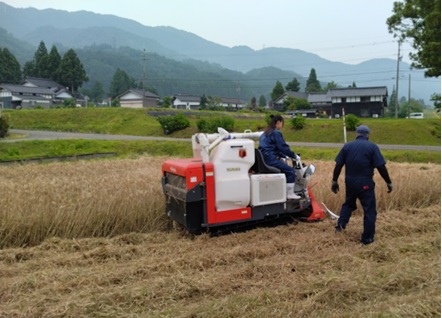 【農業環境科】小麦農林１０号収穫体験と水稲農林１号・陸羽１３２号の定植体験実習