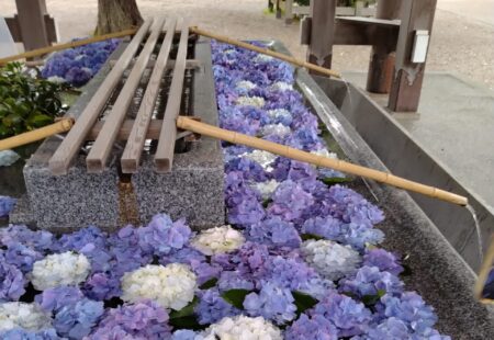 【農業環境科】射水神社でアジサイの花手水を行いました！