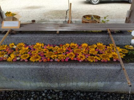 【農業環境科】射水神社での花手水(ヒマワリとジニア)