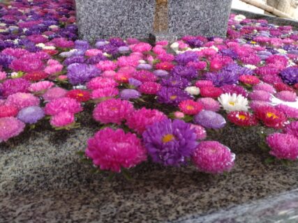【農業環境科】射水神社での花手水(アスター)