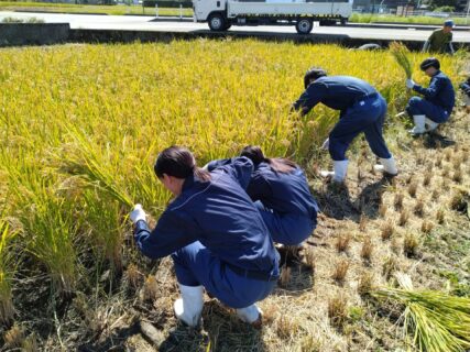 【農業環境科１年】富富富の稲刈り